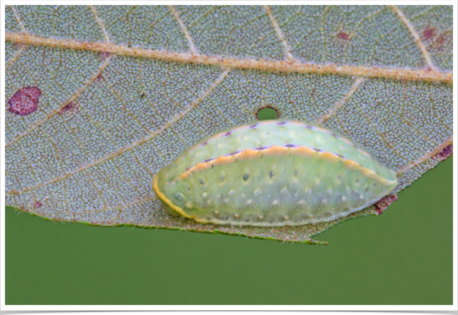 Apoda y-inversum
Yellow-collared Slug
Jefferson County, Alabama